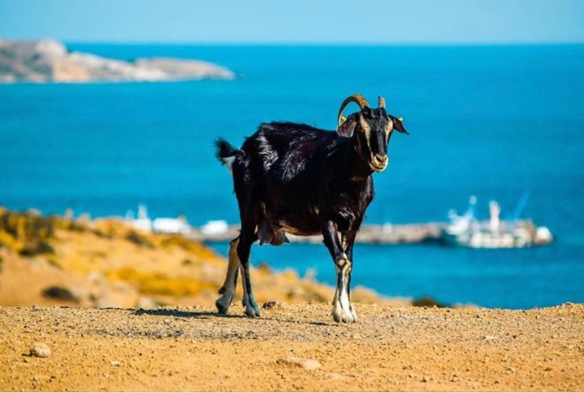 Goekceada Ugurlu Apart Εξωτερικό φωτογραφία